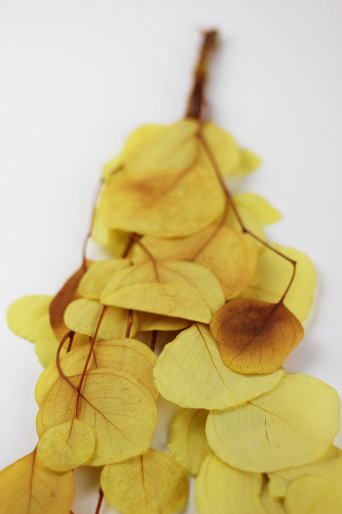Preserved Eucalyptus Populus