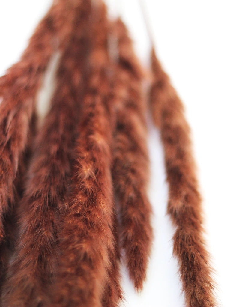 brown pampas grass