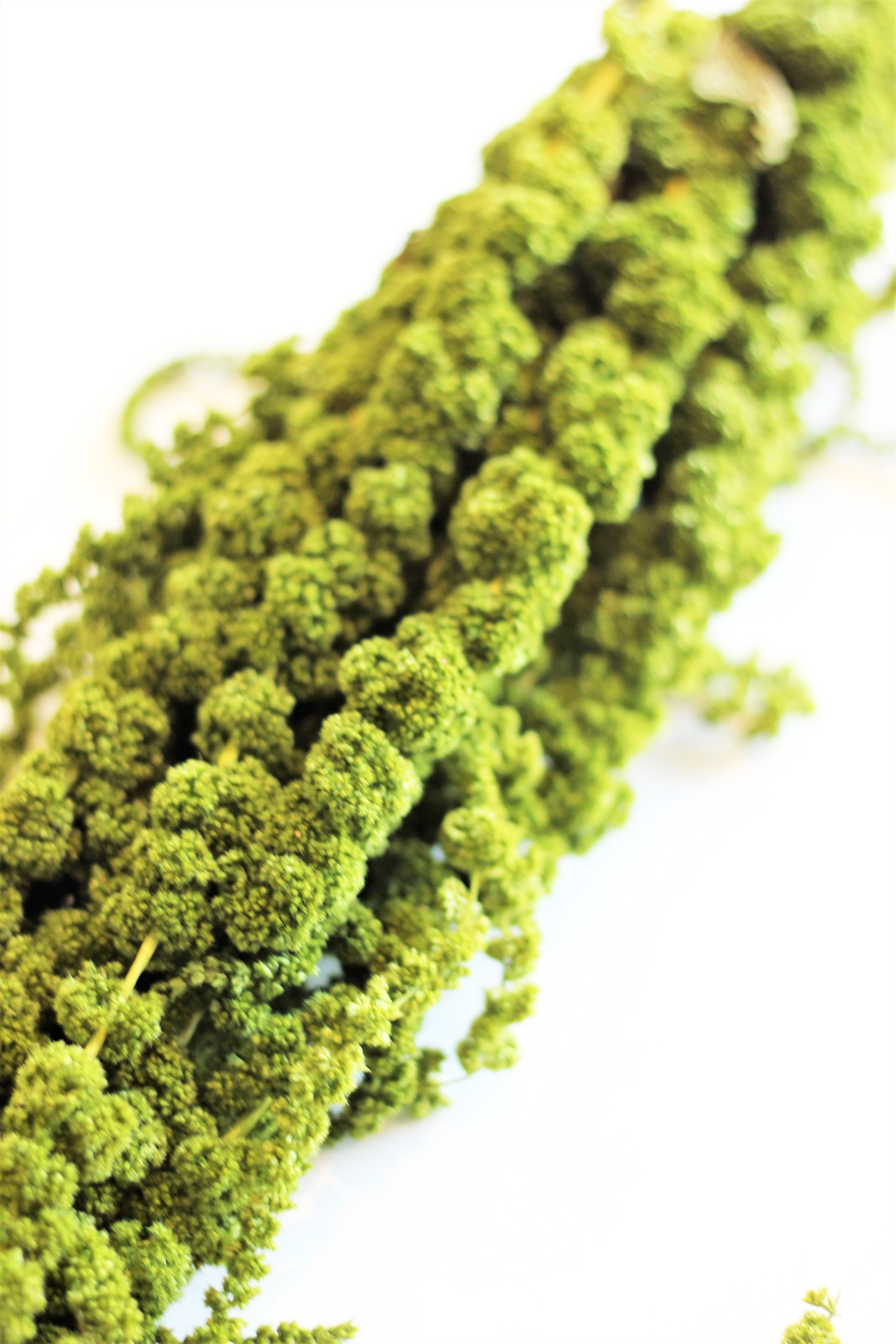 Trailing Amaranthus