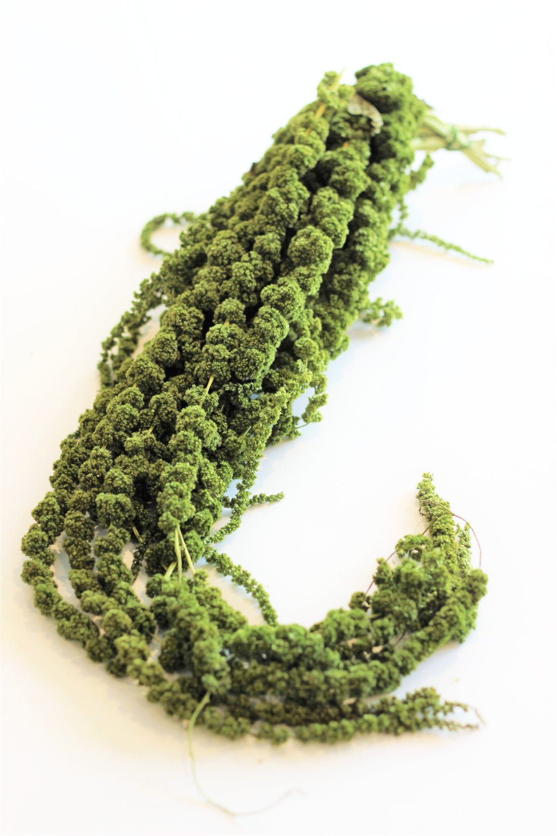 Preserved Amaranthus