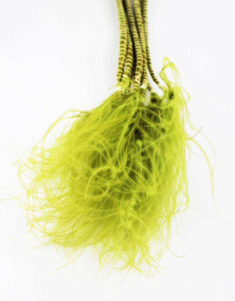 Dried Stypha Penata Flowers