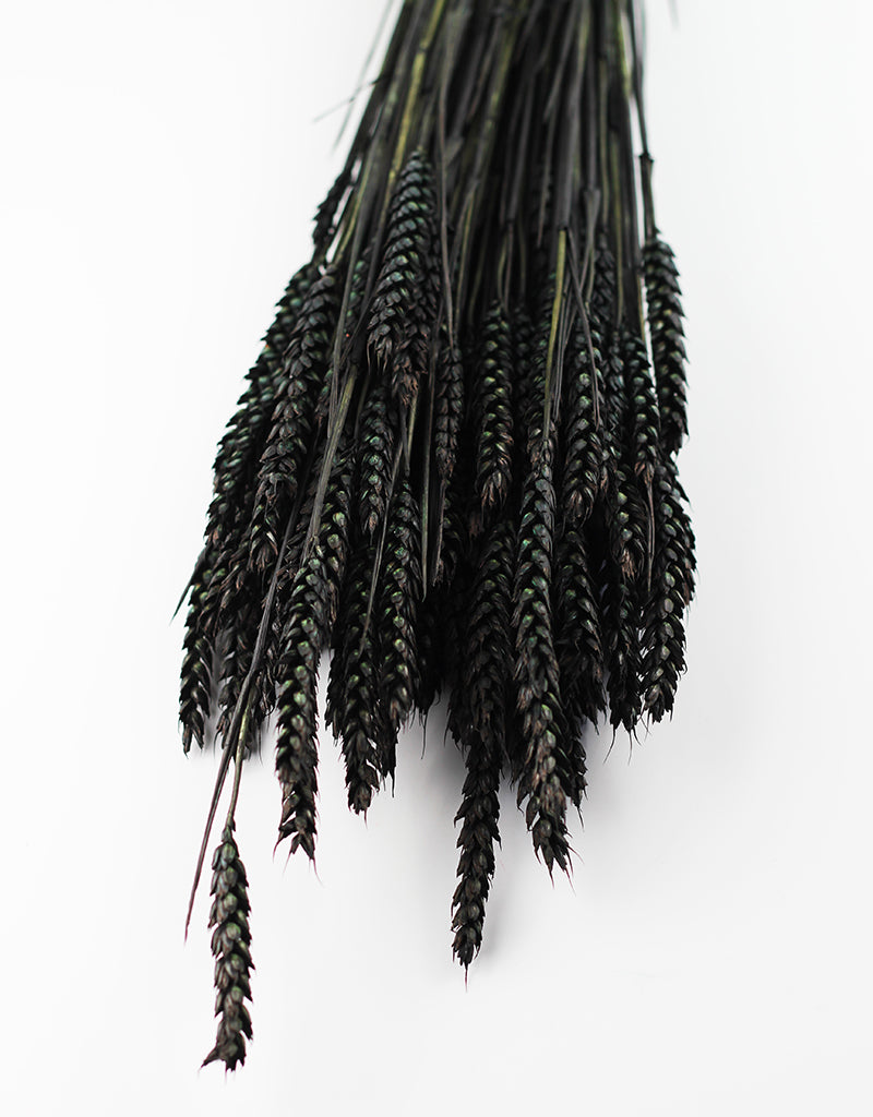 Black Dried Flowers UK