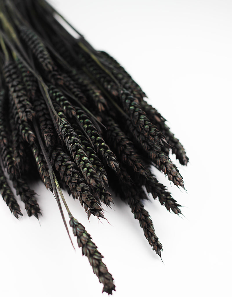 Wholesale Dried Flowers UK