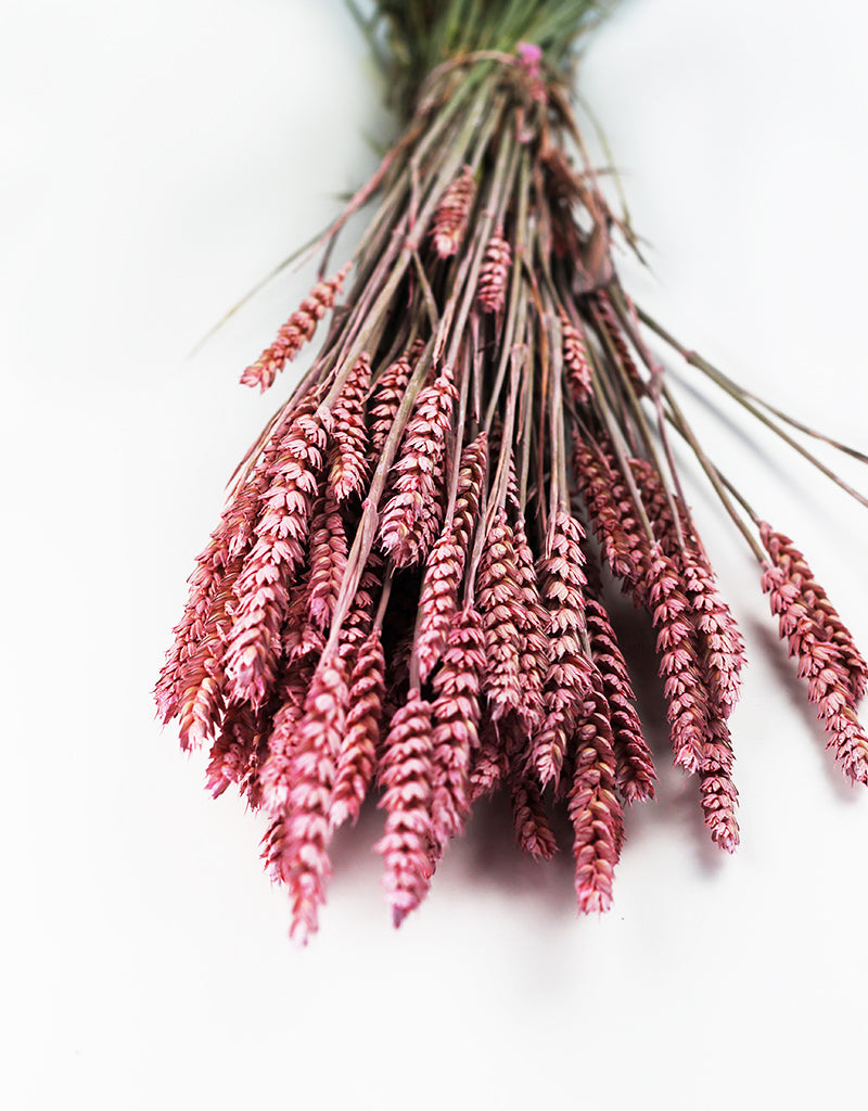 Wholesale Dried Triticum (Wheat)