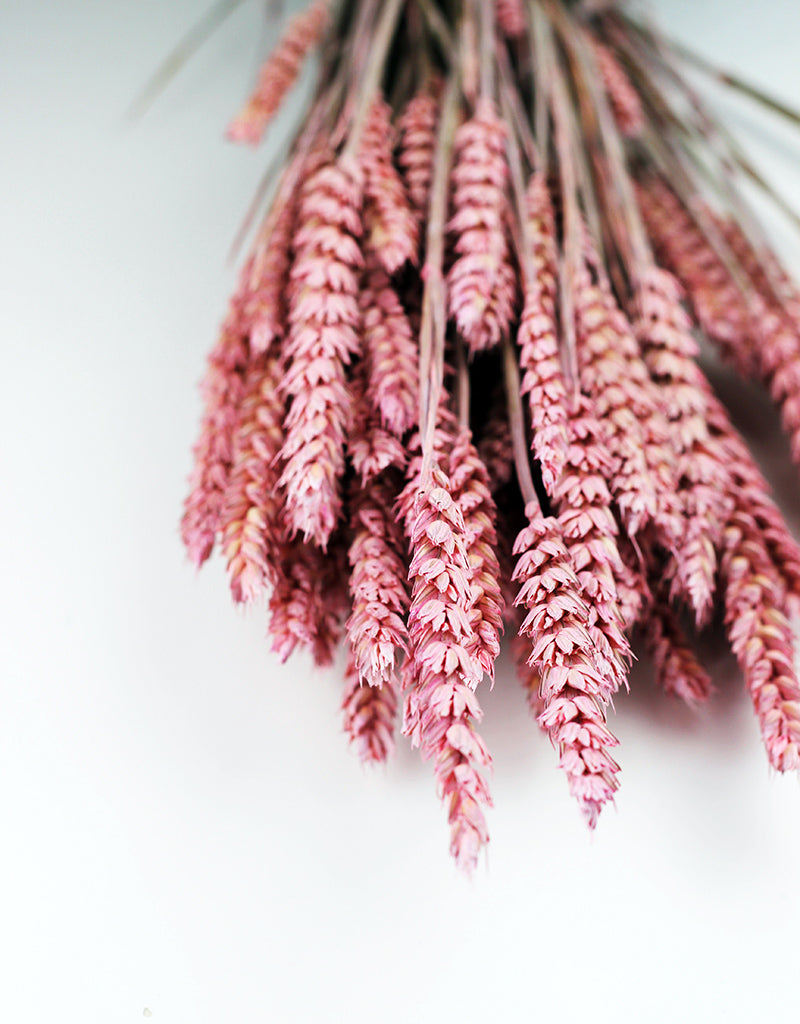 Wholesale Pink Dried Wheat