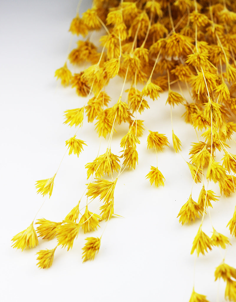 Yellow Dried Wheep Bamboo