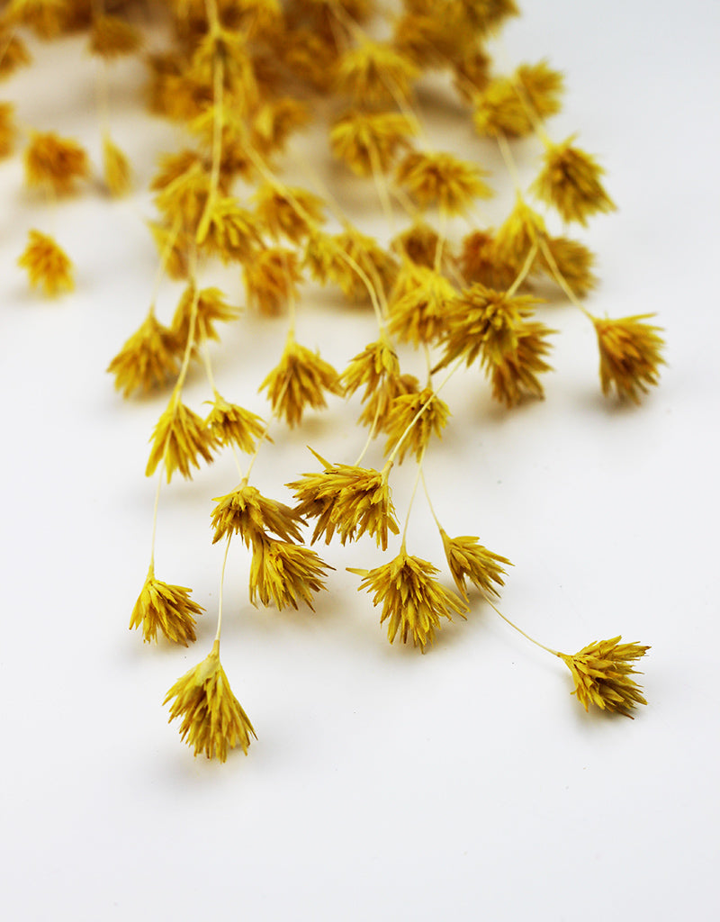 Yellow Wheep Bamboo