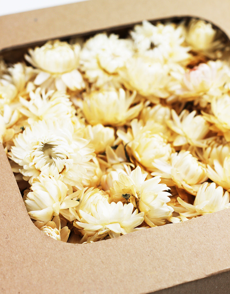 Wholesale Dried Flower Heads UK