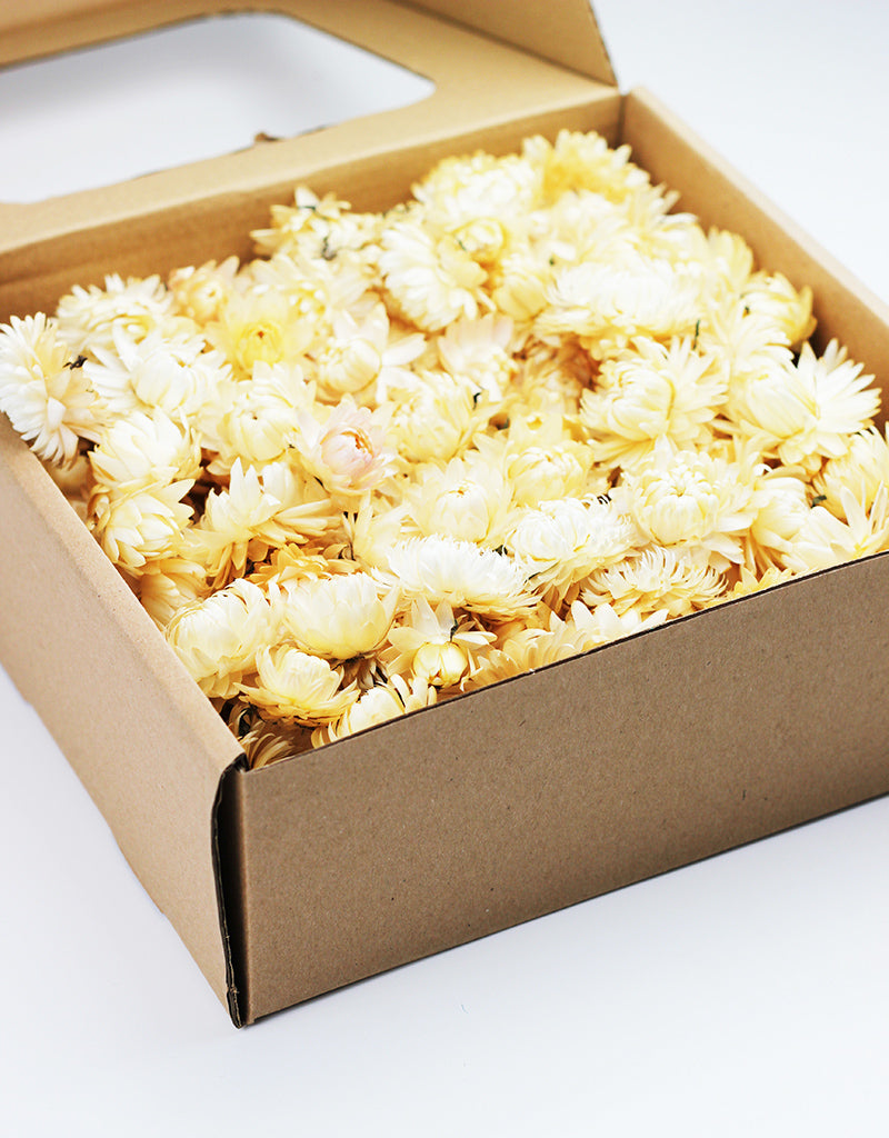 White Dried Flower Heads UK