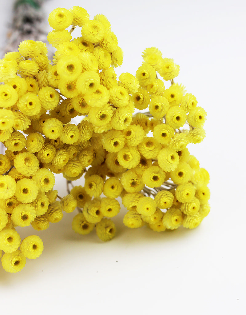 Wholesale Yellow Dried Flowers