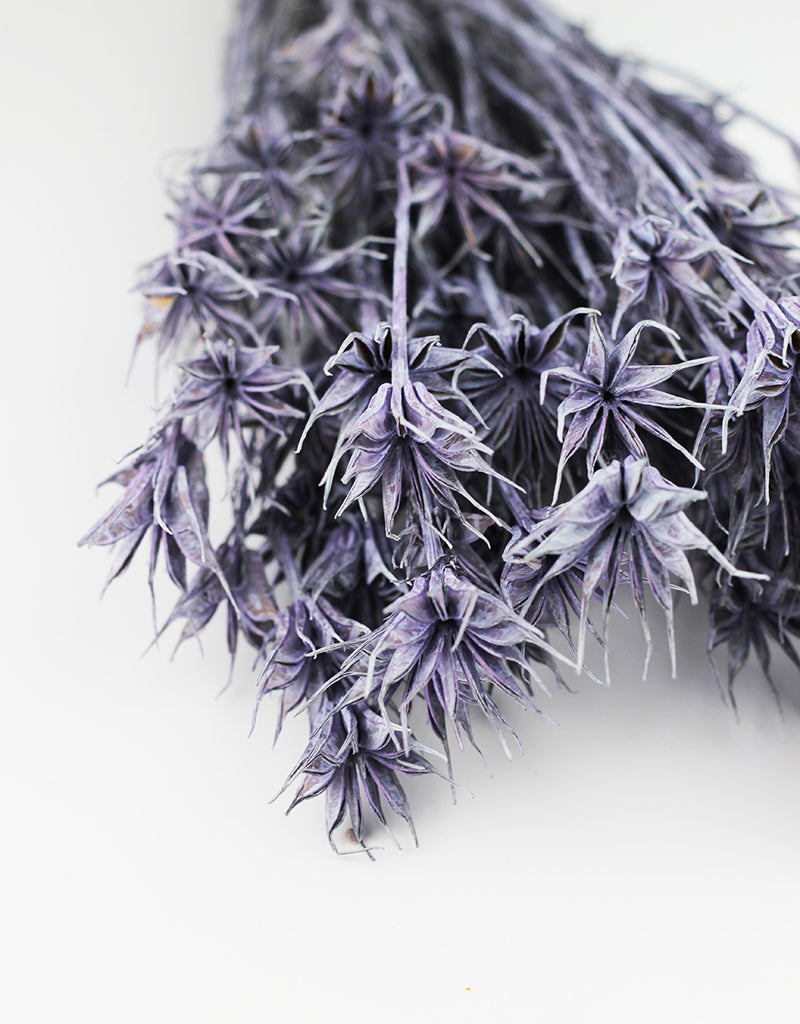 Dried Nigella Orientalis