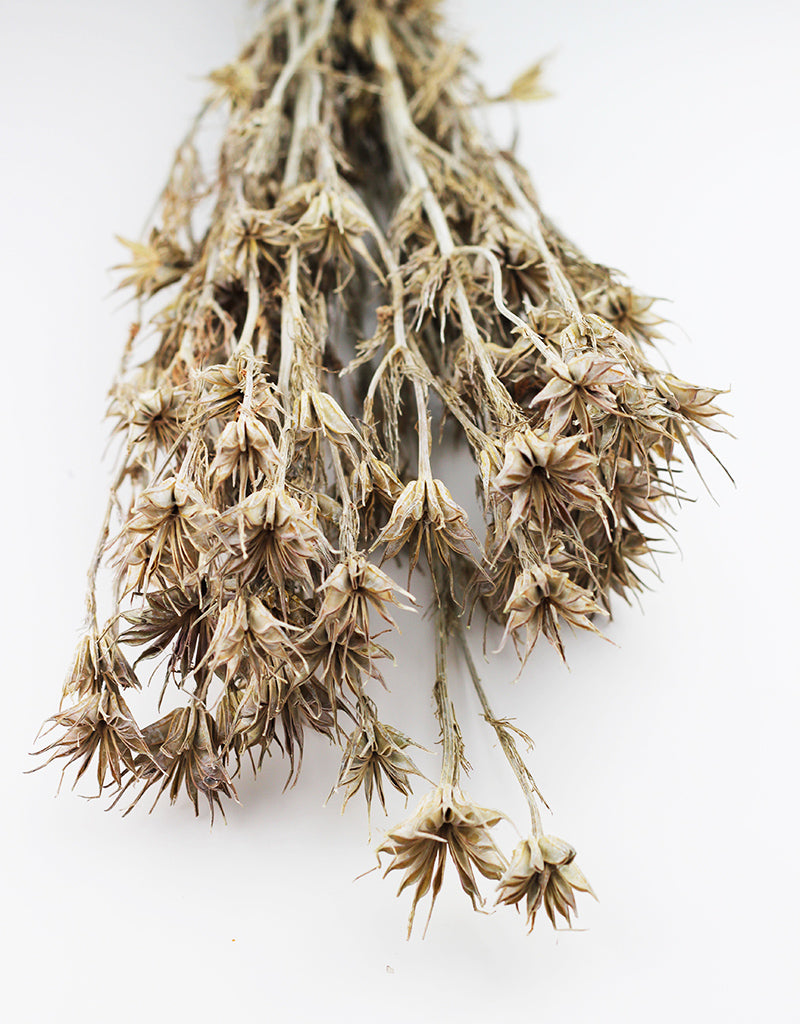 Dried Nigella Orientalis