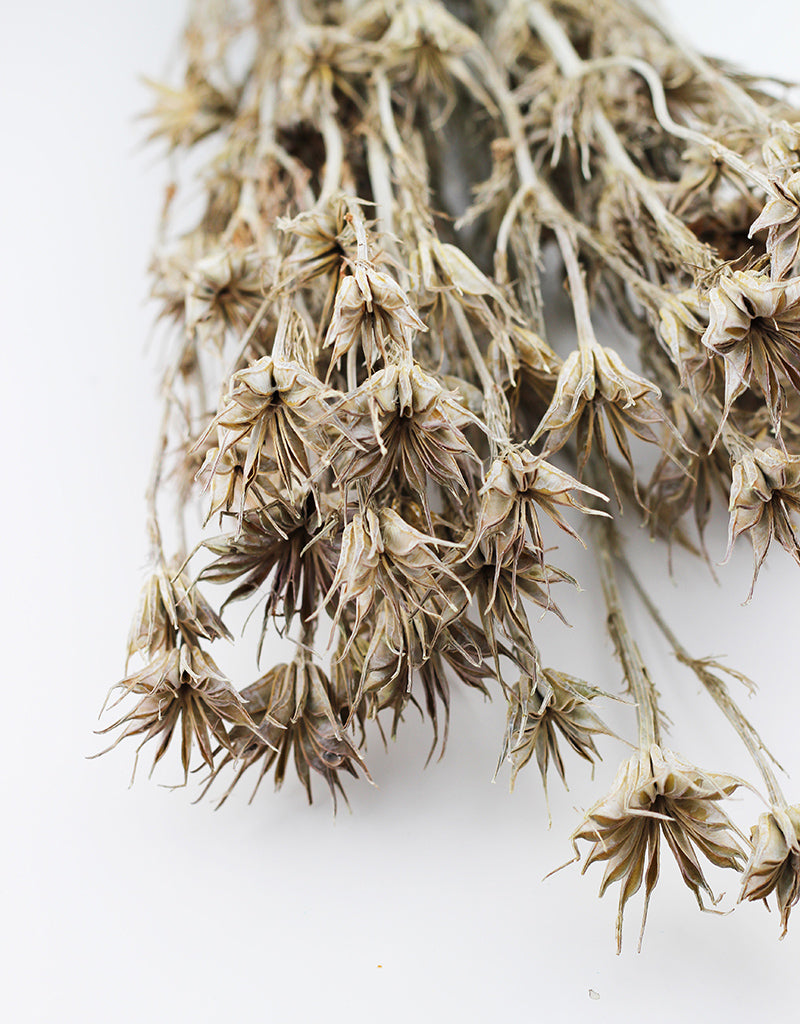 dried white flowers