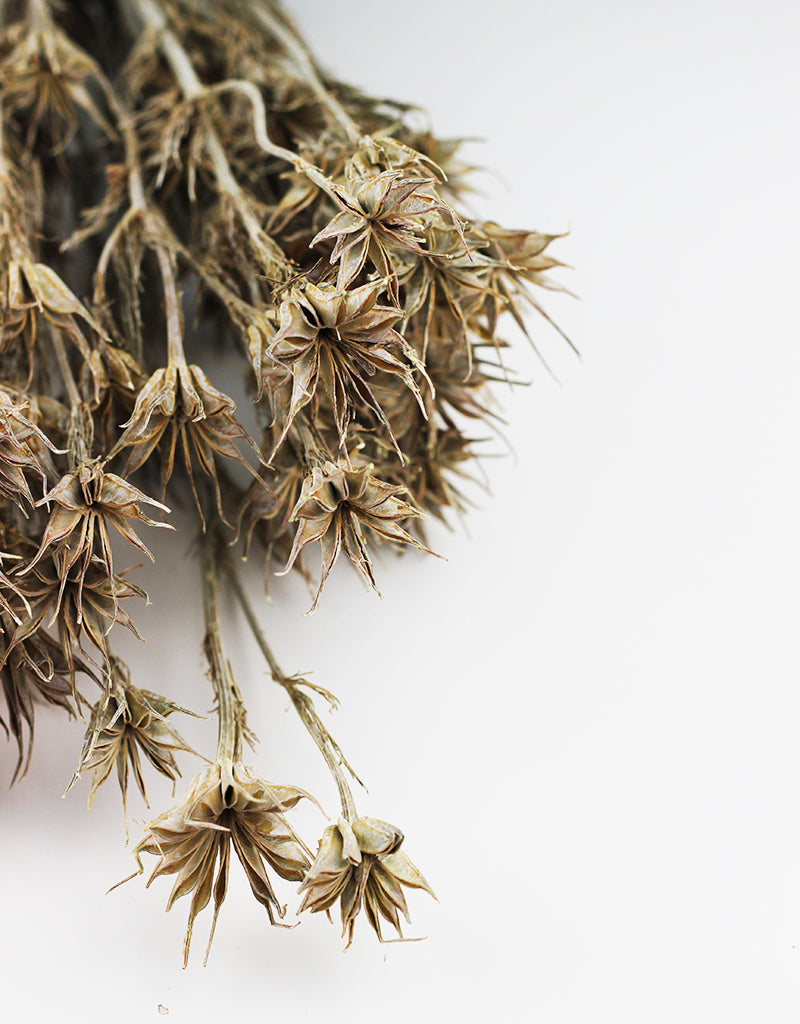 white dried flowers