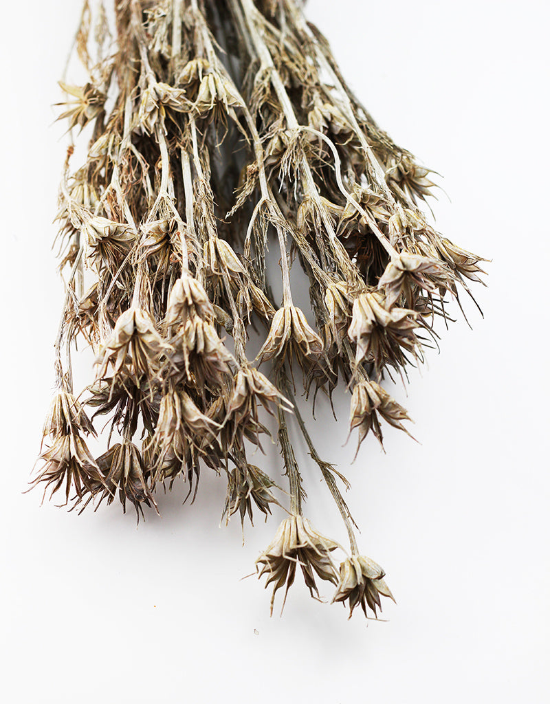 white dried flowers uk