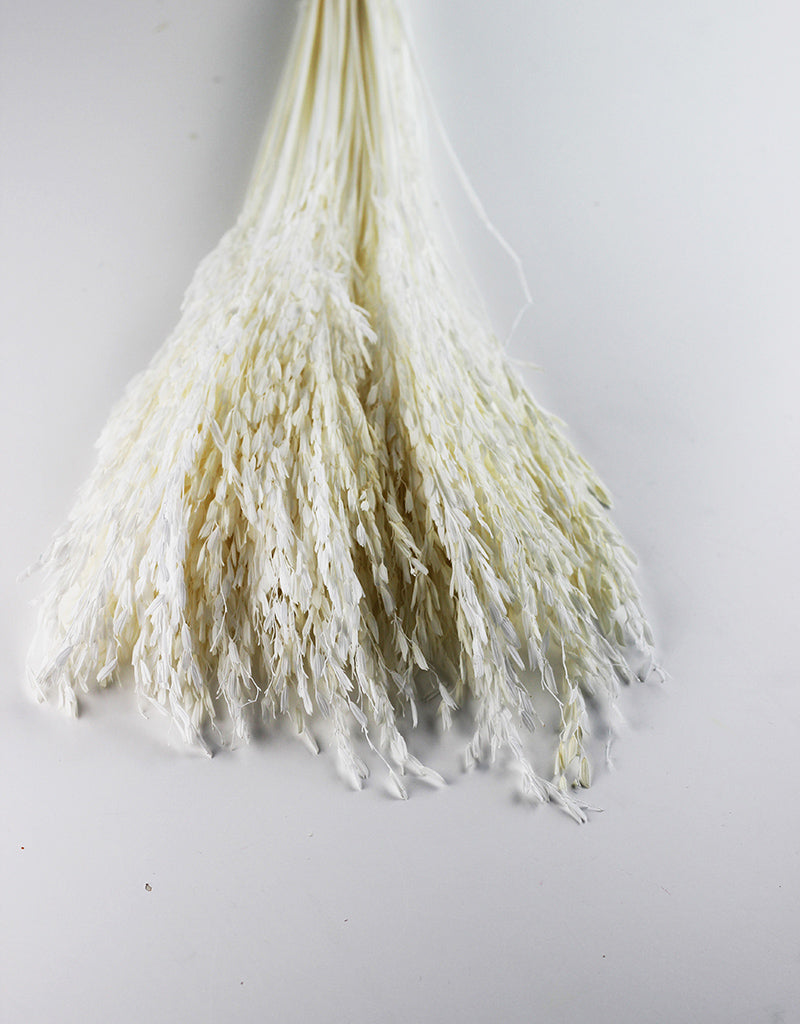 Wholesale Dried Rice Flowers