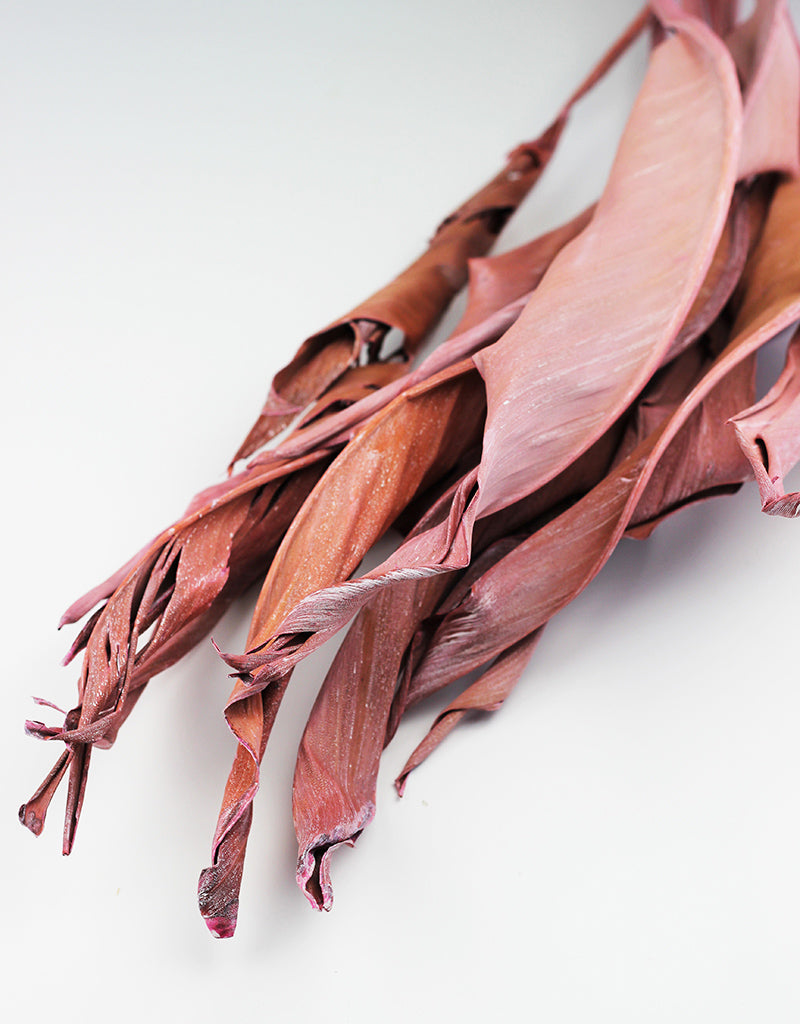 Dried Strelitzia Leaves