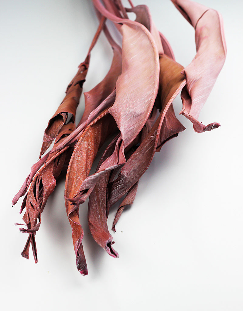 Pink Dried Strelitzia Leaves