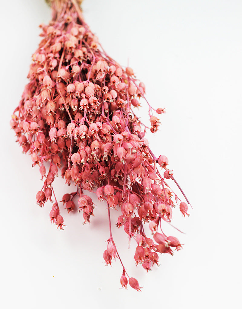 Dried Silene Conica