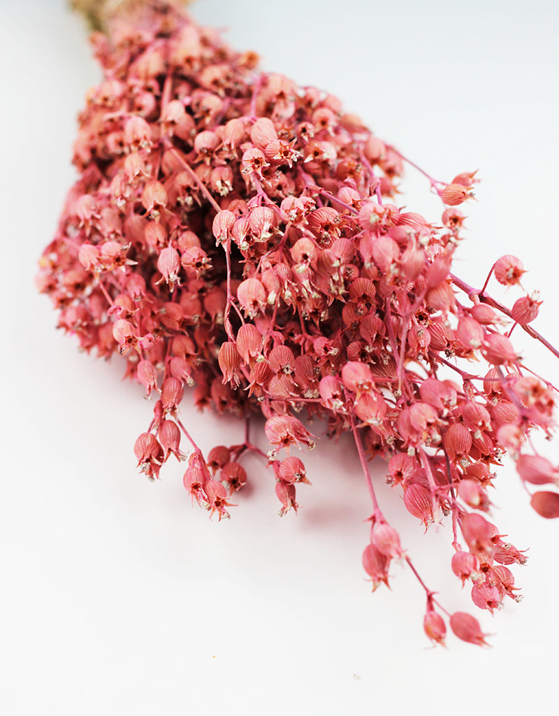 Wholesale Dried Silene Conica