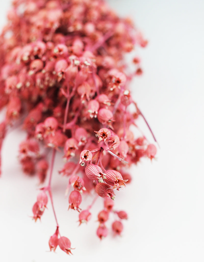 Pink Dried Silene Conica