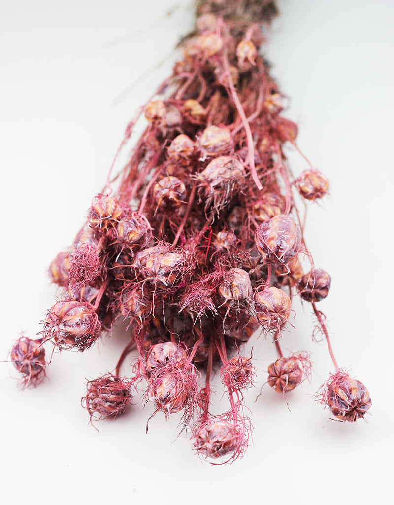 Dried Nigella flowers