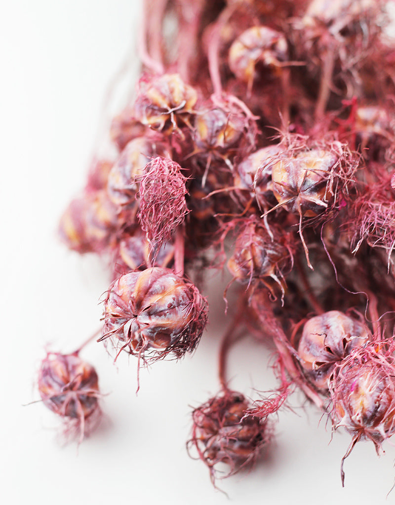 Dried Pink Flowers