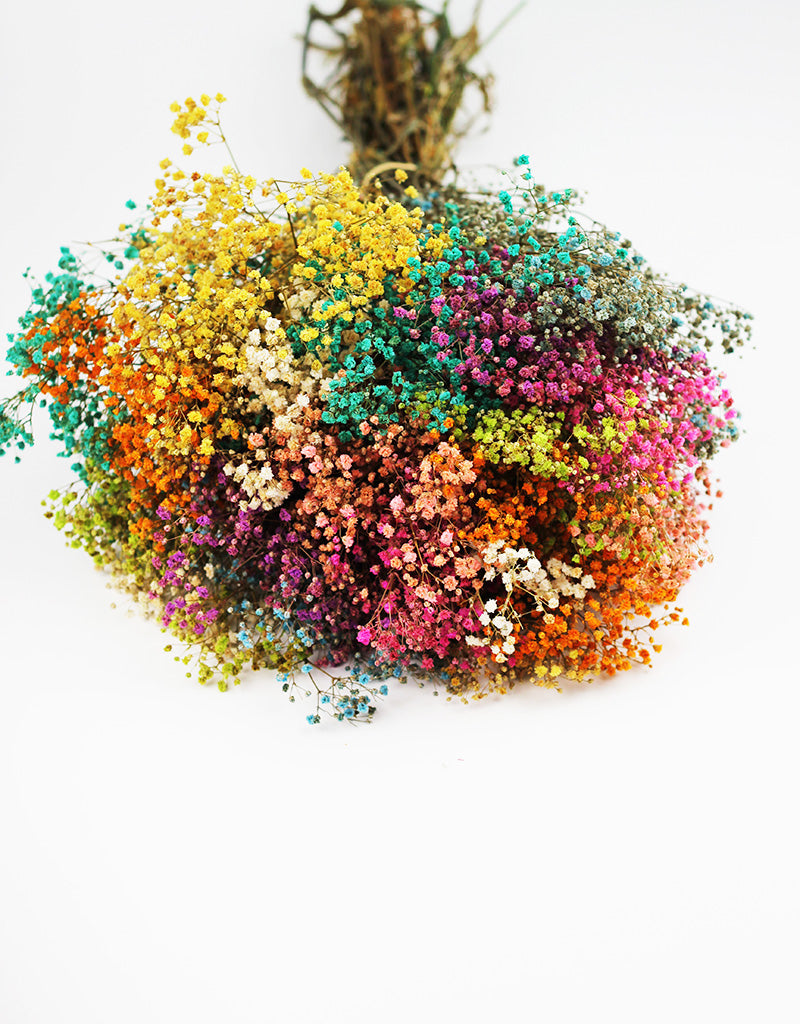 rainbow gypsophila