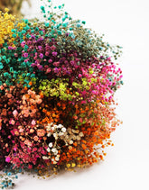 preserved gypsophila