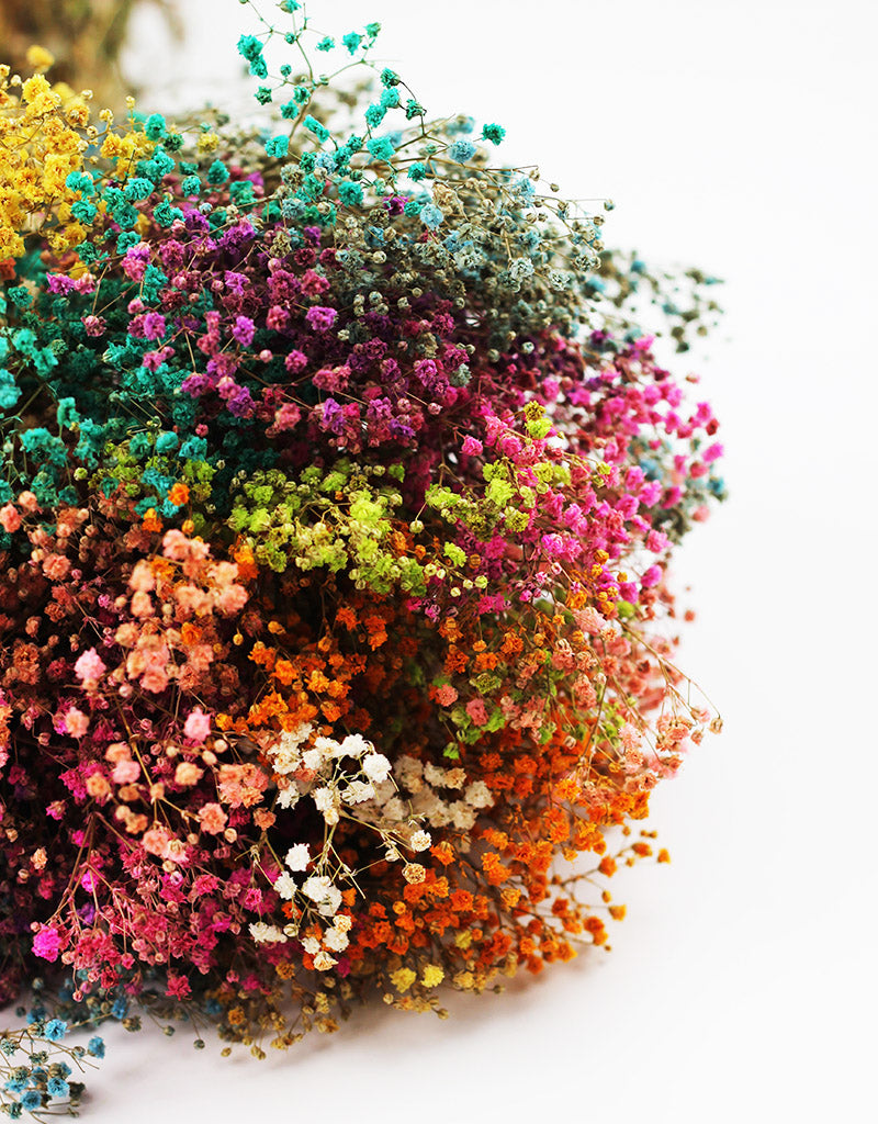 preserved gypsophila