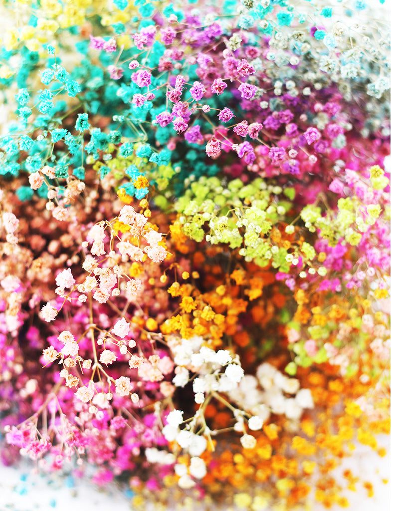 dried rainbow gypsophila