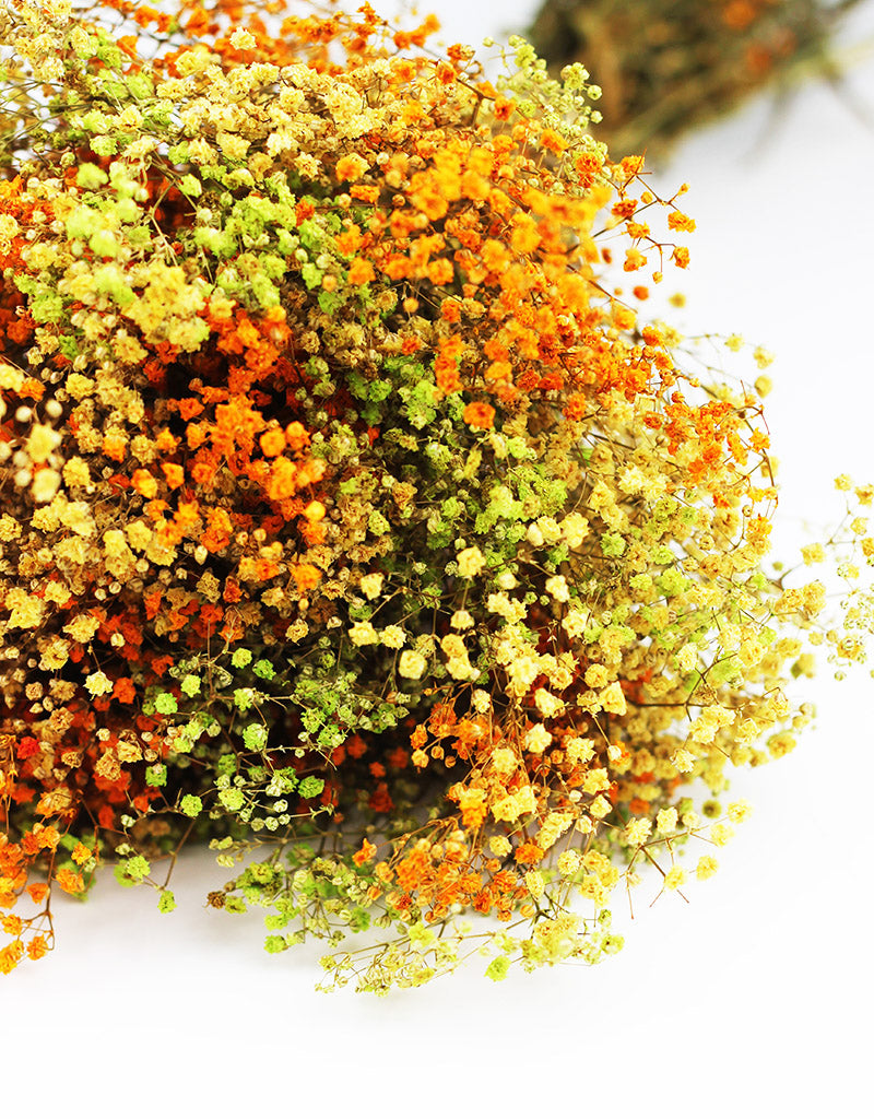 rainbow gypsophila