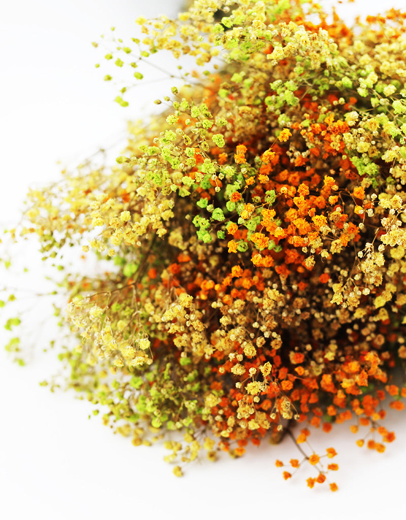 dried gypsophila wholesale uk