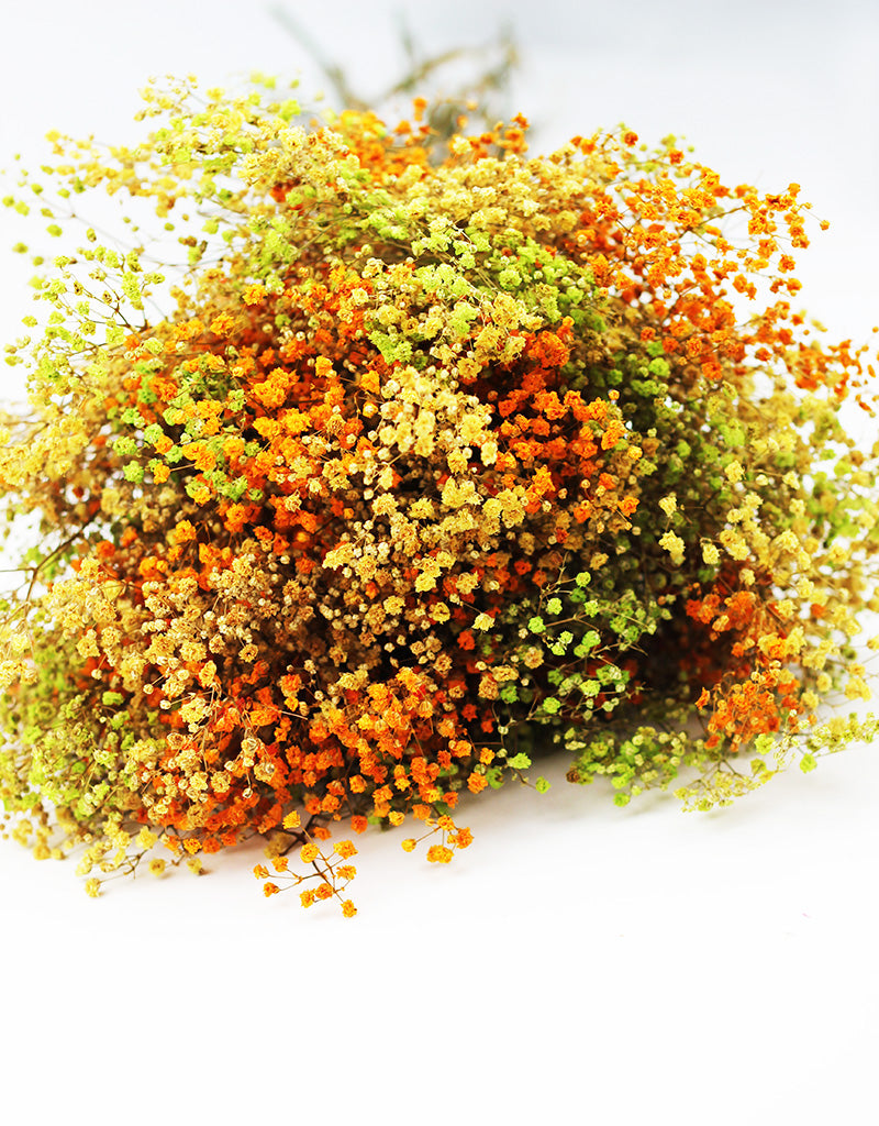 orange gypsophila