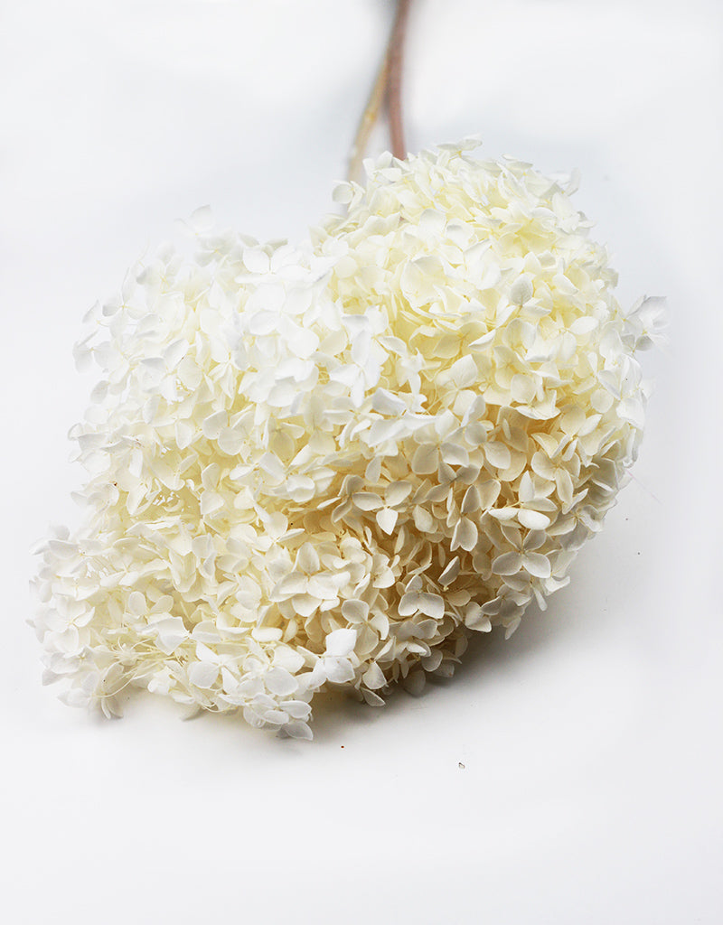 Preserved Hydrangea