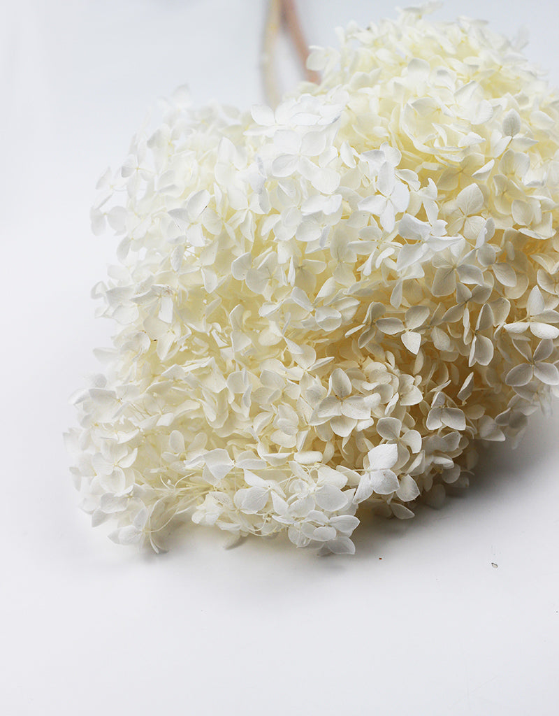 Bleached Preserved Hydrangea