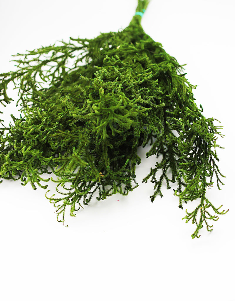 Preserved Licopodium