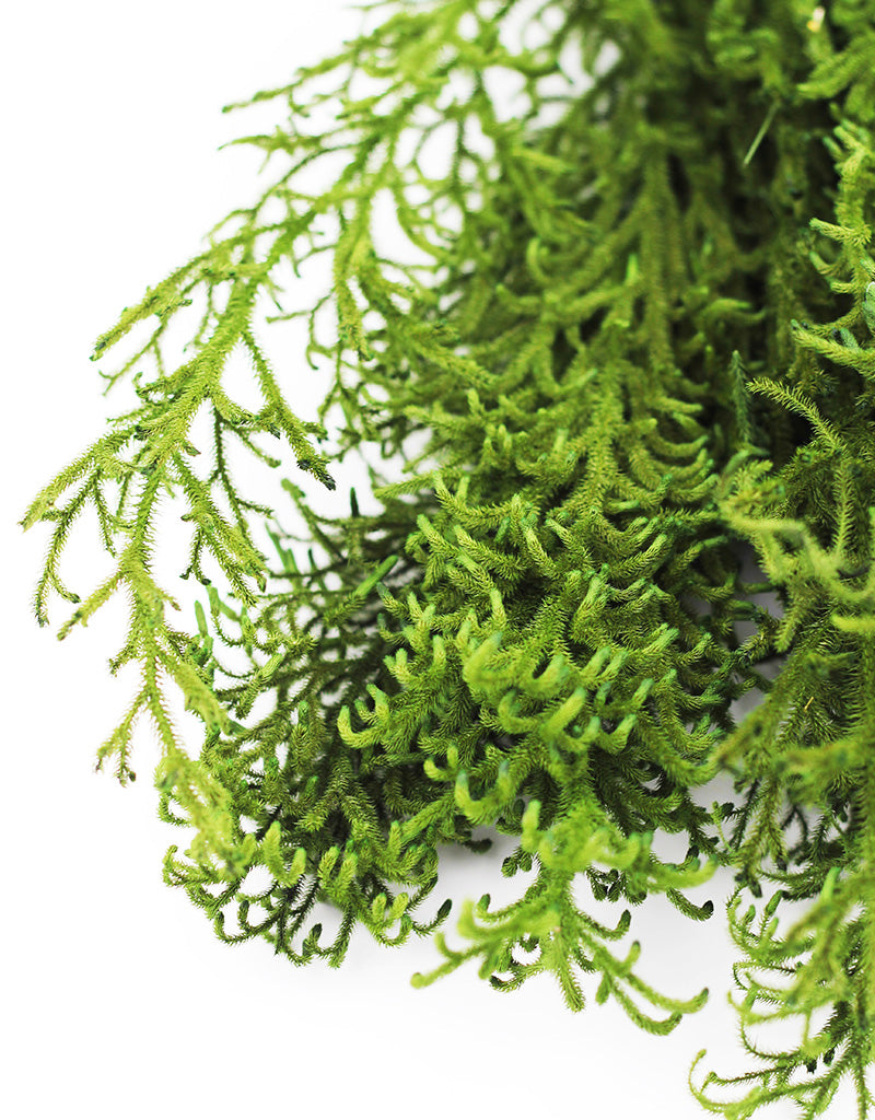 preserved foliage uk