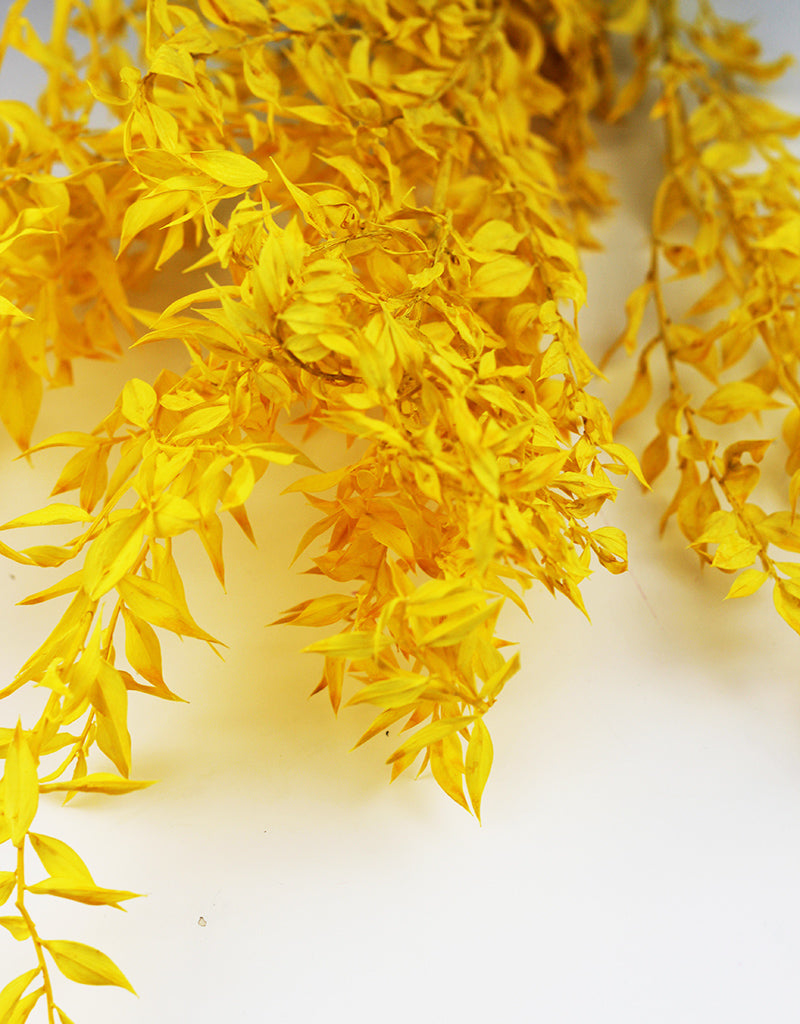 ruscus dried flowers