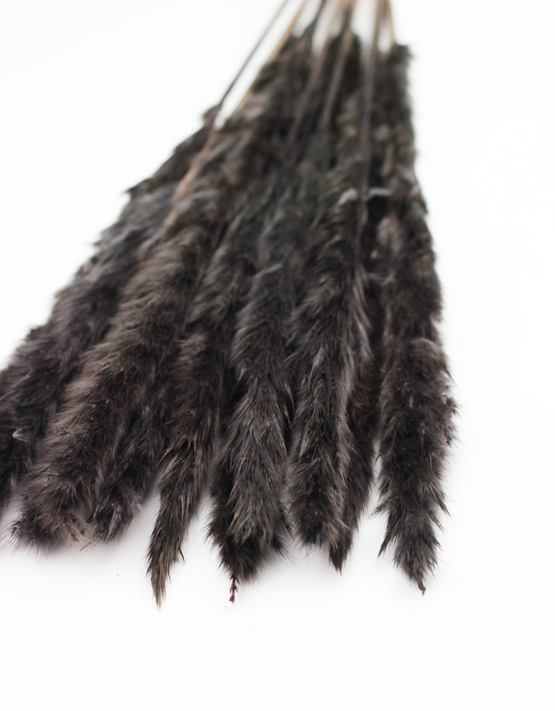 Fluffy Dried Pampas Grass