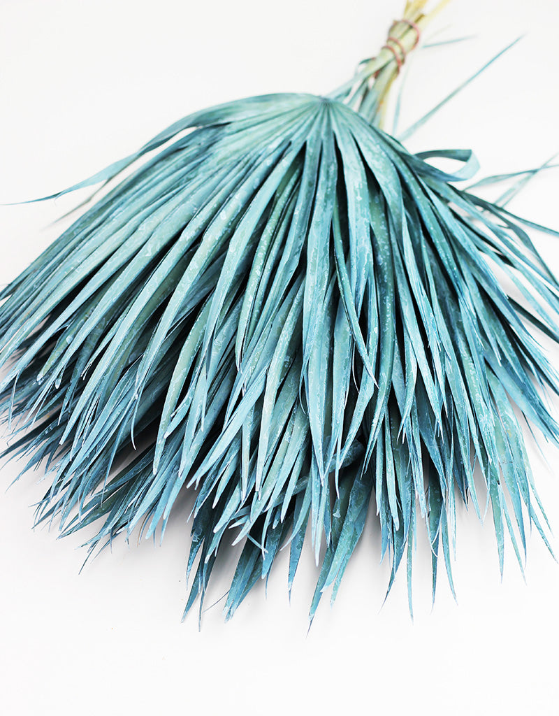 Dried Chamaerops Palm