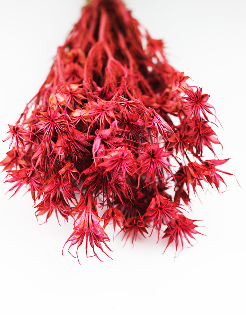 Dried Nigella Orientalis