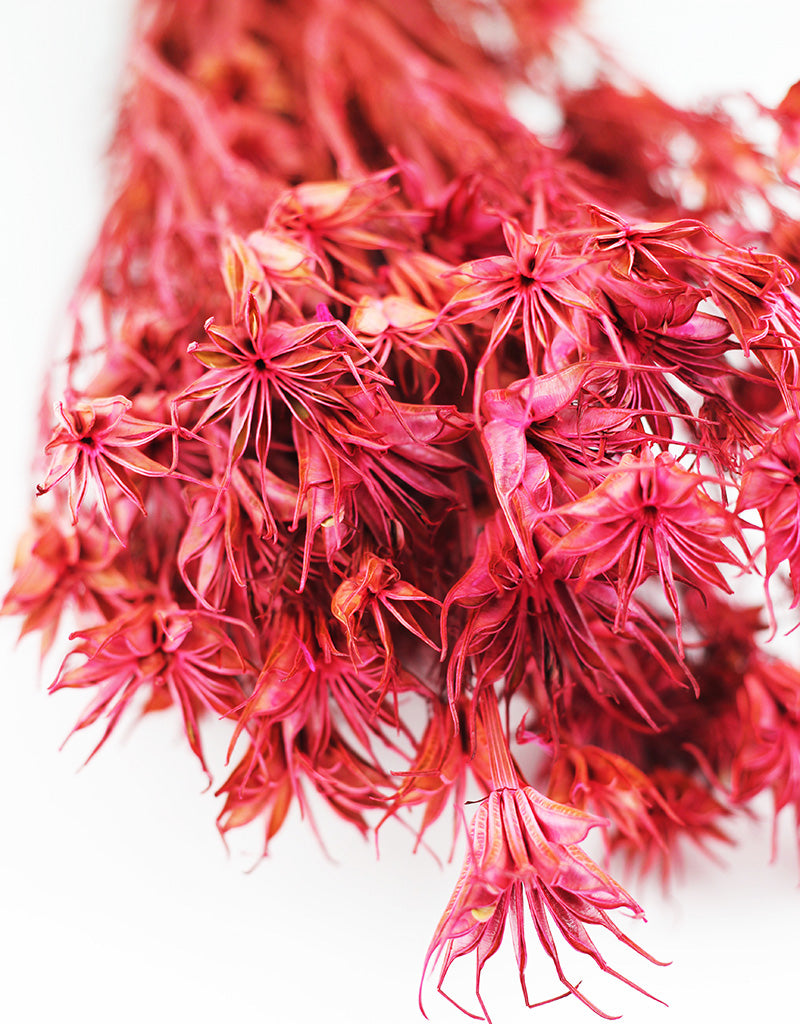 Pink Dried Nigella Orientalis