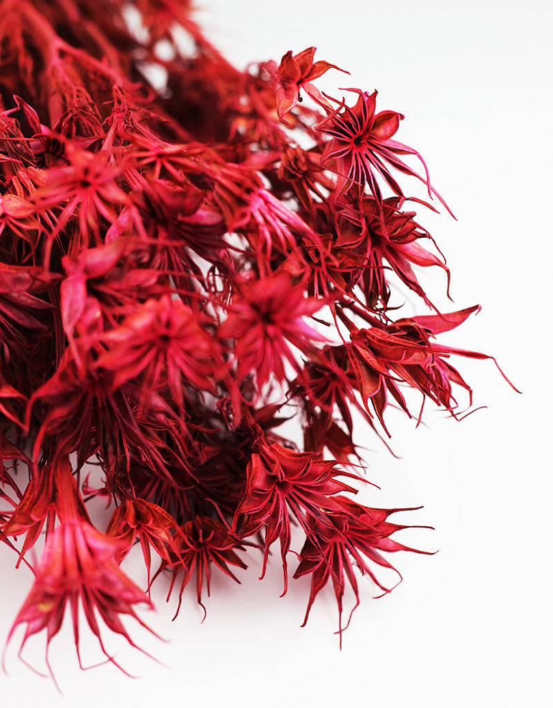 Pink Dried Flowers UK