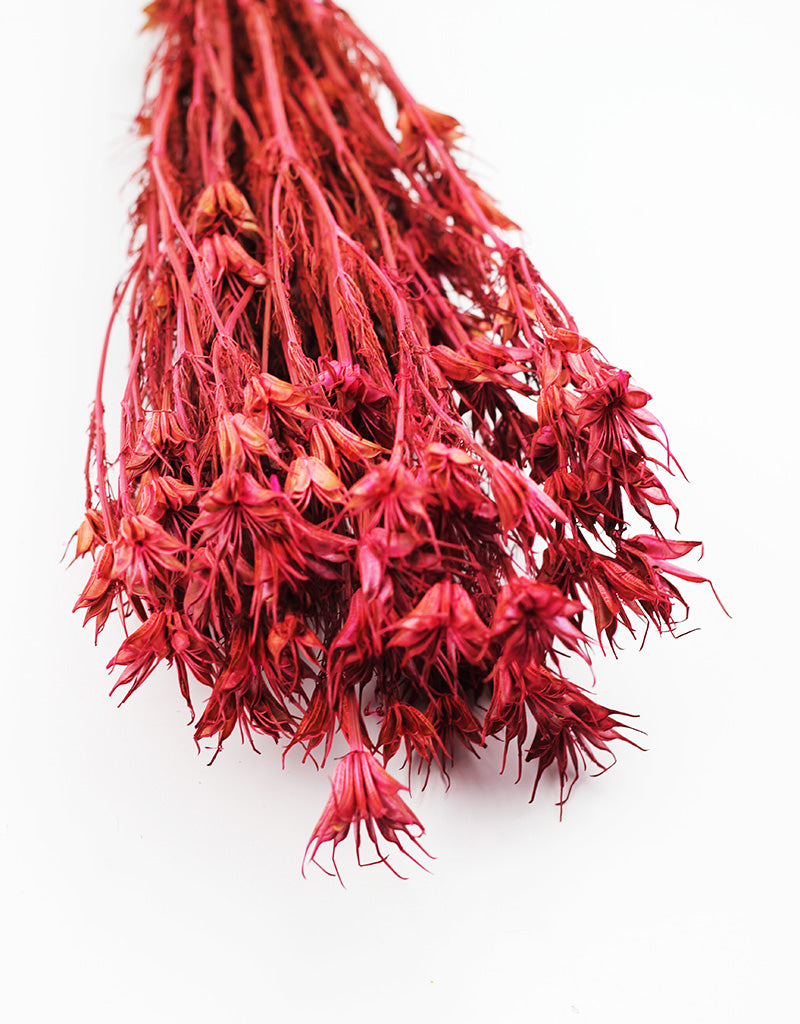 Wholesale Dried Pink Flowers UK