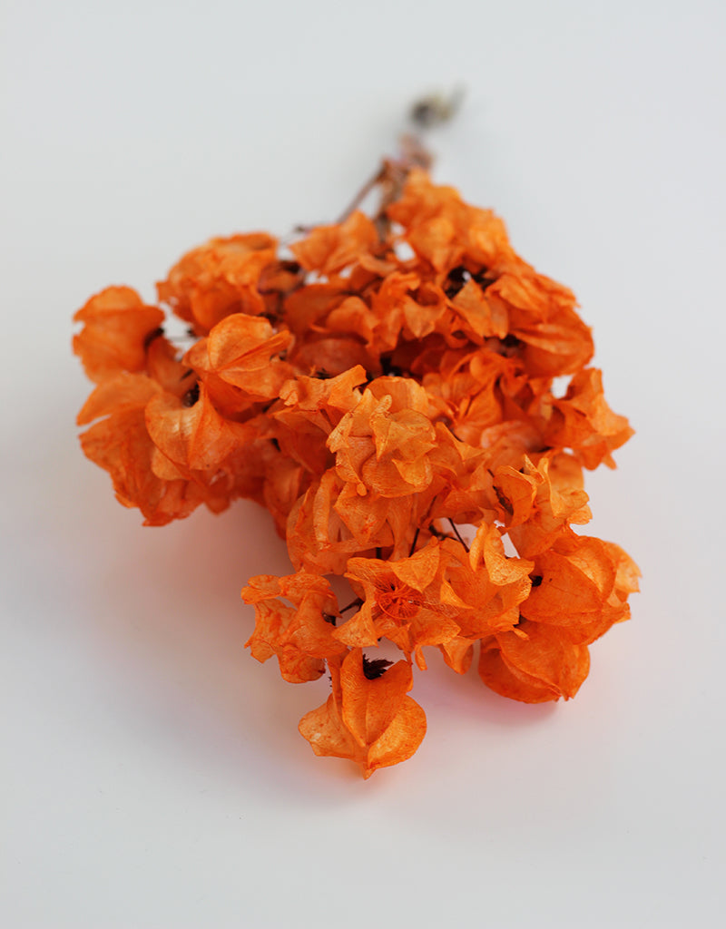 Dried Bougainvillea