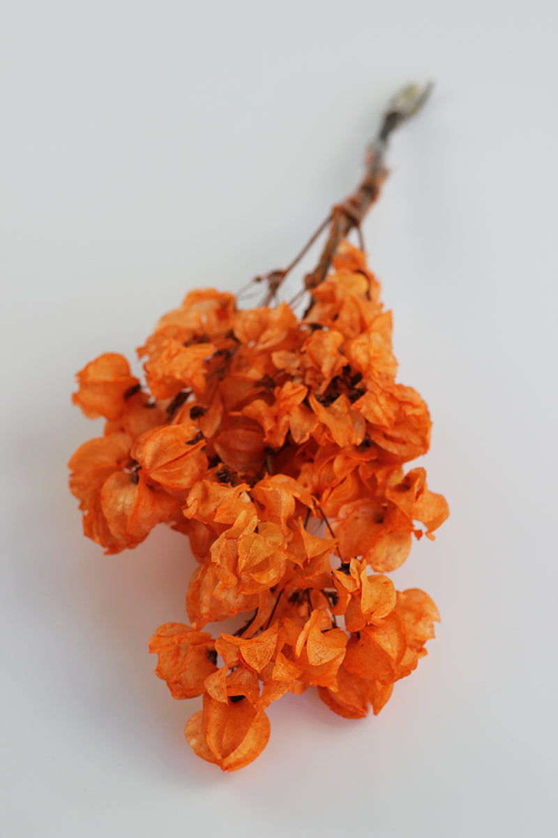 wholesale Dried Bougainvillea