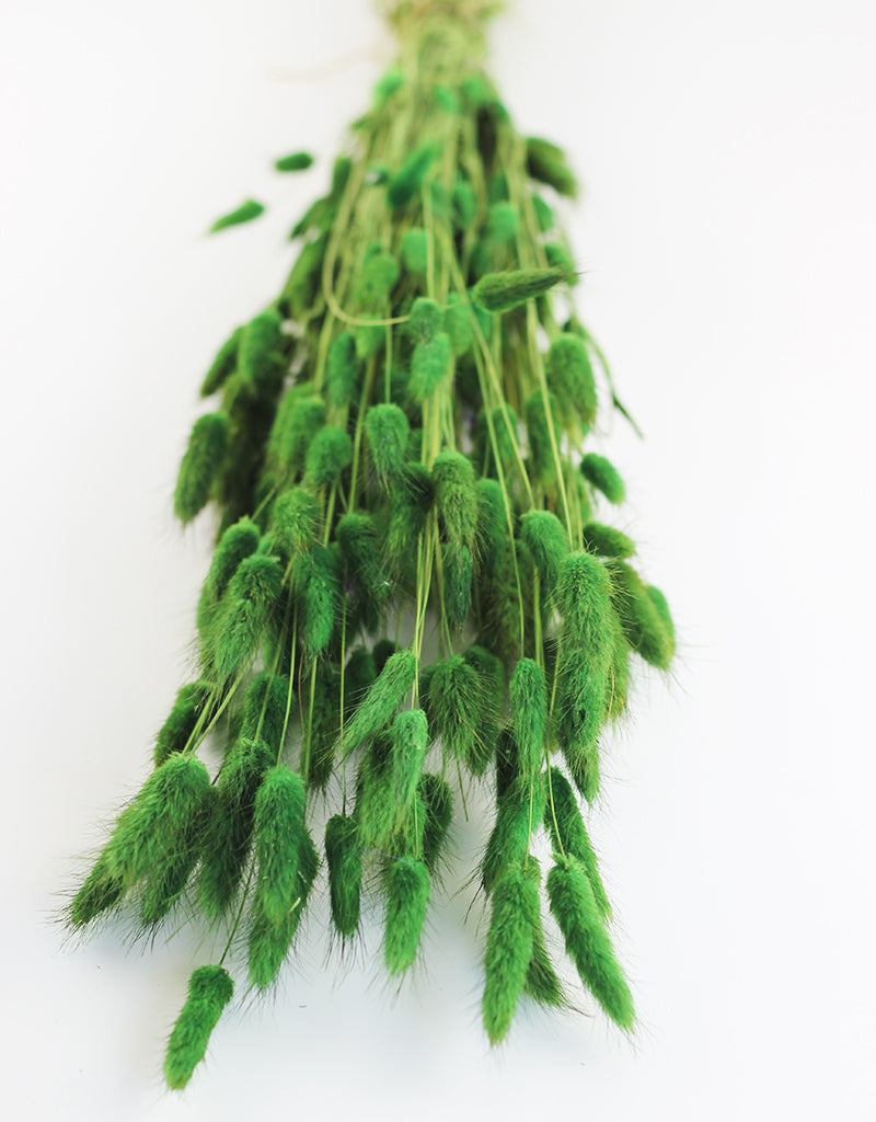 Dried Bunny Tails Lagurus Grass