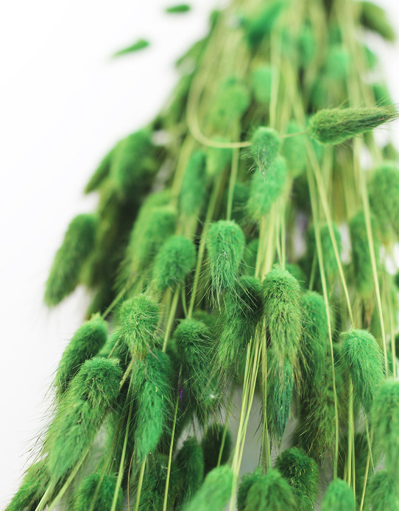 Wholesale Lagurus Grass