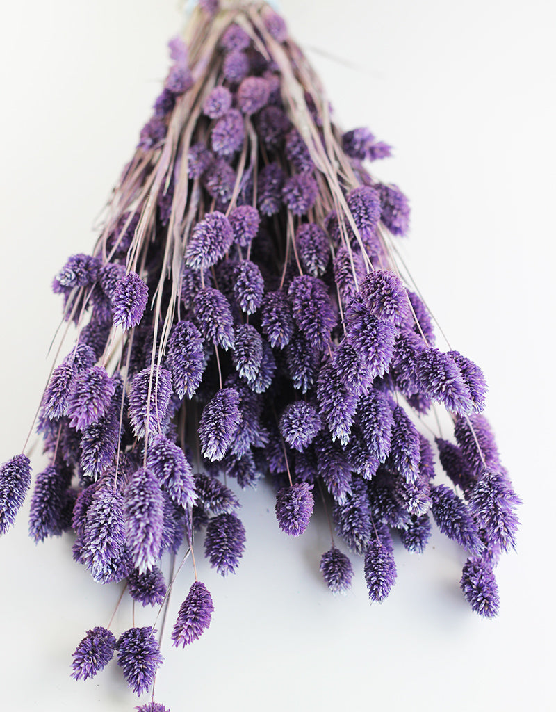 Purple Dried Phalaris Grass